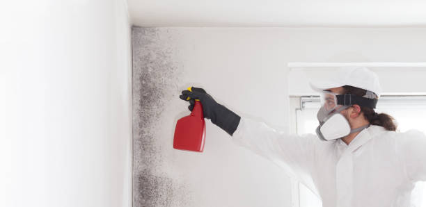 Best Mold Removal Specialists  in Flomaton, AL