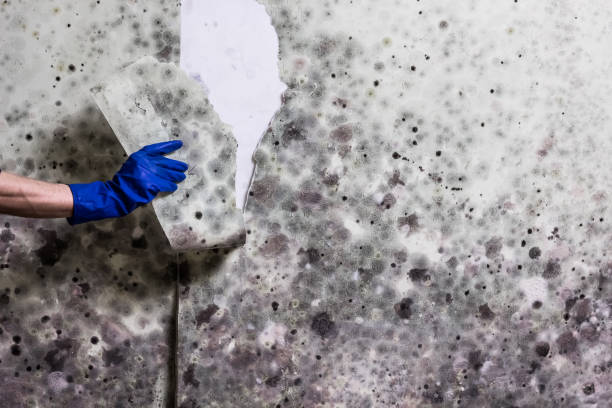Best Affordable Mold Removal  in Flomaton, AL
