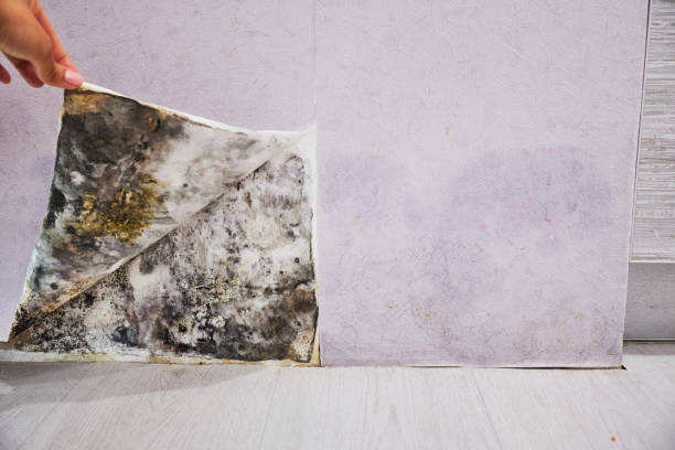 Best Attic Mold Removal  in Flomaton, AL
